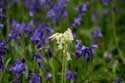 Hallerbos met boshyacinten HALLE / BELGI: 