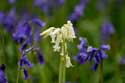 Hallerbos met boshyacinten HALLE / BELGI: 