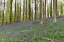 Halle Forrest and bluebells HALLE picture: 
