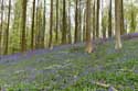 Hallerbos met boshyacinten HALLE / BELGI: 