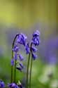 Hallerbos met boshyacinten HALLE / BELGI: 