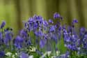 Hallerbos met boshyacinten HALLE / BELGI: 