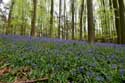 Hallerbos met boshyacinten HALLE / BELGI: 