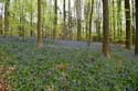 Hallerbos met boshyacinten HALLE / BELGI: 