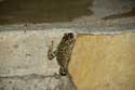 Toads Izvorishte / Bulgaria: 