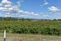 Roses Field Skobelevo / Bulgaria: 