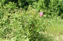 Roses Field Gorno Sahrane / Bulgaria: 