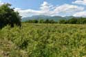 Roses Field Gorno Sahrane / Bulgaria: 