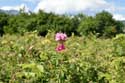 Roses Field Gorno Sahrane / Bulgaria: 