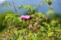 Roses Field Gorno Sahrane / Bulgaria: 