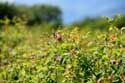 Roses Field Gorno Sahrane / Bulgaria: 