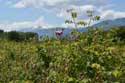 Roses Field Gorno Sahrane / Bulgaria: 