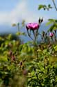 Roses Field Gorno Sahrane / Bulgaria: 