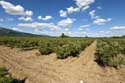 Roses Field Gubarevo / Gabarevo / Bulgaria: 