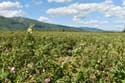 Rozenveld Gubarevo / Gabarevo / Bulgarije: 