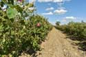 Roses Field Gubarevo / Gabarevo / Bulgaria: 