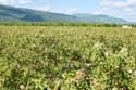 Roses Field Gubarevo / Gabarevo / Bulgaria: 