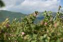 Roses Field Gubarevo / Gabarevo / Bulgaria: 