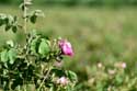 Roses Field Gubarevo / Gabarevo / Bulgaria: 