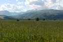 Corn Field Gubarevo / Gabarevo / Bulgaria: 