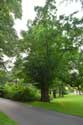Tree Breda / Netherlands: 