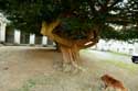 Tree Montreuil-Bellay / FRANCE: 