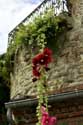 Flowers Saint-Valry-sur-Somme / FRANCE: 