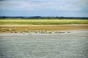 View on Parc Somme Baie Saint-Valry-sur-Somme / FRANCE: 