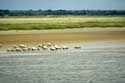 Zicht op Park Baai van de Somme Saint-Valry-sur-Somme / FRANKRIJK: 