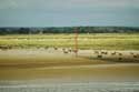 View on Parc Somme Baie Saint-Valry-sur-Somme / FRANCE: 