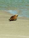 Seals Le Hourdel / FRANCE: 