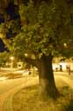 Arbre Timisoara / Roumanie: 