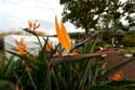 Bird of Paradise Plant Gimar / Tenerife (Spain): 