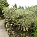 Cochineal Cactus Gimar / Tenerife (Spain): 