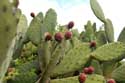 Cochineal Cactus Guimar in Gimar / Tenerife (Spanje): 