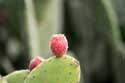 Cochineal Cactus Guimar in Gimar / Tenerife (Spanje): 
