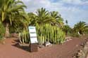 Palmiers Epaisses Gimar / Tenerife (Espagna): 