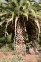 Thick Palm Trees Gimar / Tenerife (Spain): 