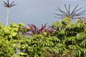 Bomen Guimar in Gimar / Tenerife (Spanje): 