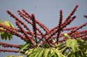 Bomen Guimar in Gimar / Tenerife (Spanje): 