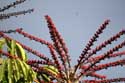 Bomen Guimar in Gimar / Tenerife (Spanje): 