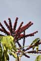 Bomen Guimar in Gimar / Tenerife (Spanje): 