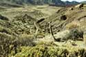 Plante Las Canadas del Teide / Tenerife (Espagna): 