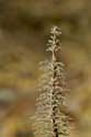 Plant Las Canadas del Teide / Tenerife (Spain): 