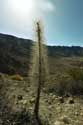 Plant Las Canadas del Teide / Tenerife (Spain): 