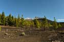 Dor landschap met enkele bomen Las Canadas del Teide / Tenerife (Spanje): 