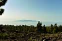 Paysage sec avec quelques arbres Las Canadas del Teide / Tenerife (Espagna): 