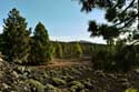 Dor landschap met enkele bomen Las Canadas del Teide / Tenerife (Spanje): 