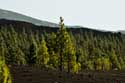 Dor landschap met enkele bomen Las Canadas del Teide / Tenerife (Spanje): 