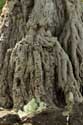 Dragon Tree (El Drago) Icod de los Vinos / Tenerife (Spain): 